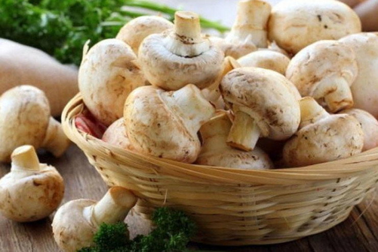 Qaxda gənc oğlan göbələkdən   zəhərləndi