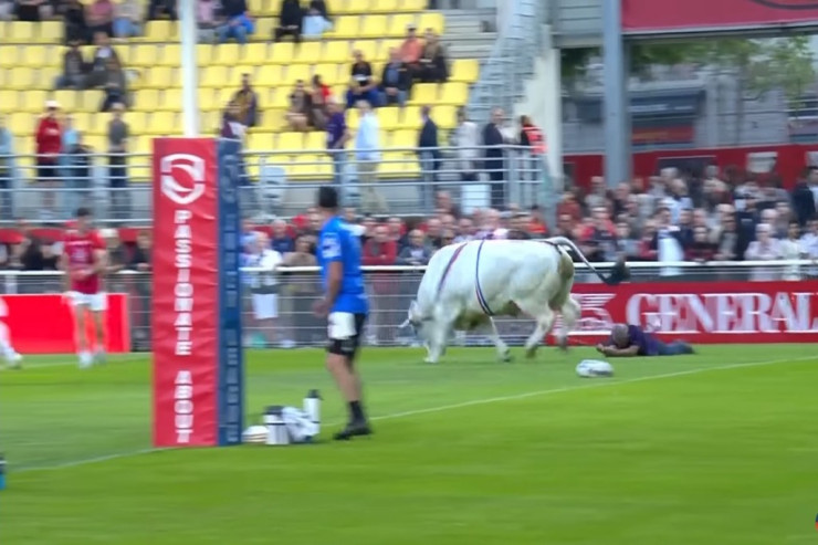 Öküz meydanda oyunçulara HÜCUM ETDİ -  VİDEO 