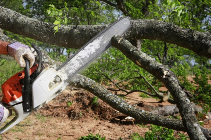 Daşkəsəndə ağac kəsən kişi öldü 