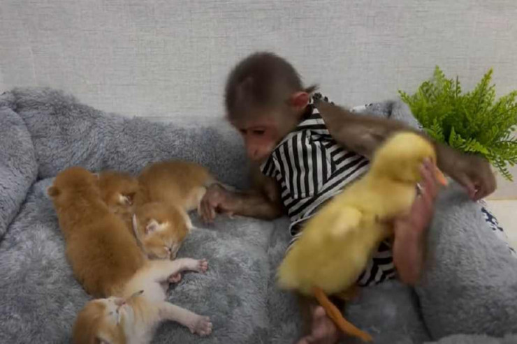 Meymun və ördək balası  pişik balalarını   ziyarətə gəldi -  VİDEO 