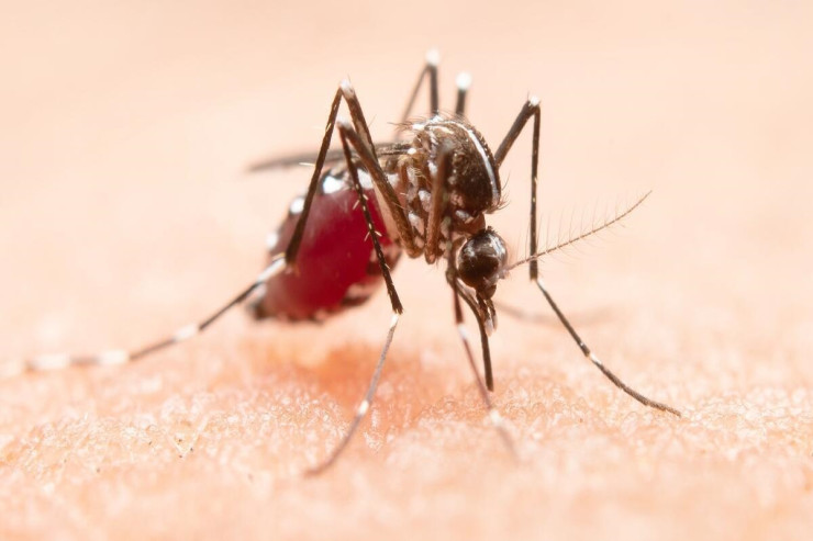 Bu güclü vasitə gənələri və ağcaqanadları YOX EDƏCƏK 