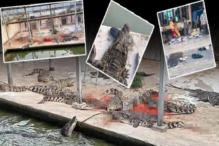 Saxladığı 40 timsah  kişini parçaladı