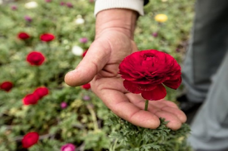 Bakıda polisin  bu qədər gülü   OĞURLANDI