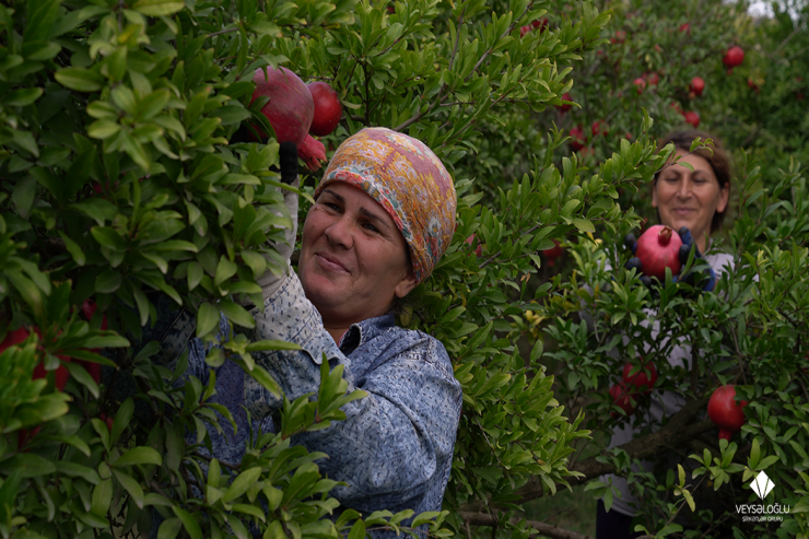 "Veysəloğlu" bu il yerli fermerlərdən 47 milyonluq məhsul alıb