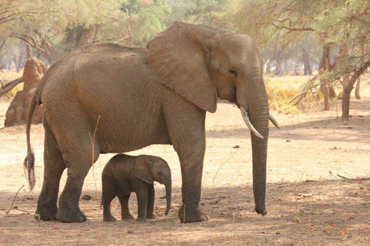 Fillərin meşə üçün əhəmiyyəti məlum oldu