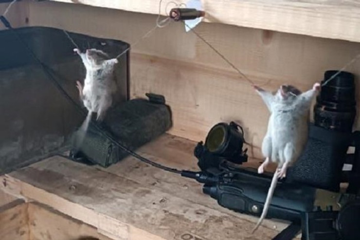 Əsgərlər yeməklərini yeyən  siçanları   asdılar – VİDEO  