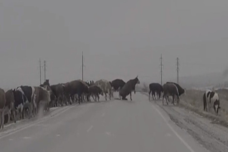 İnəklər  buzlu yolu   belə keçdilər - VİDEO 