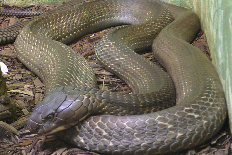 Sığorta pulu almaq üçün arvadı və qızının otağına kobra saldı 