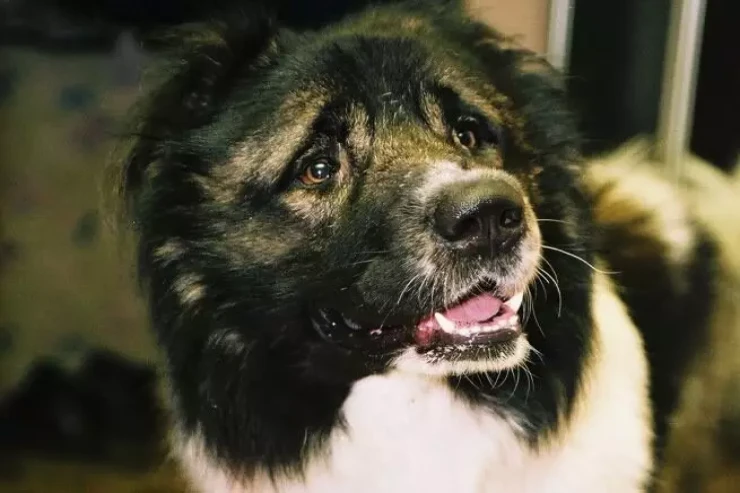 İti evdə tək qalmağa öyrətməyin ƏN VACİB YOLLARI 