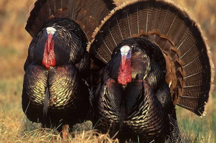 Dörd ölkənin adını daşıyan "laməkan" hind quşları barədə maraqlı faktlar 