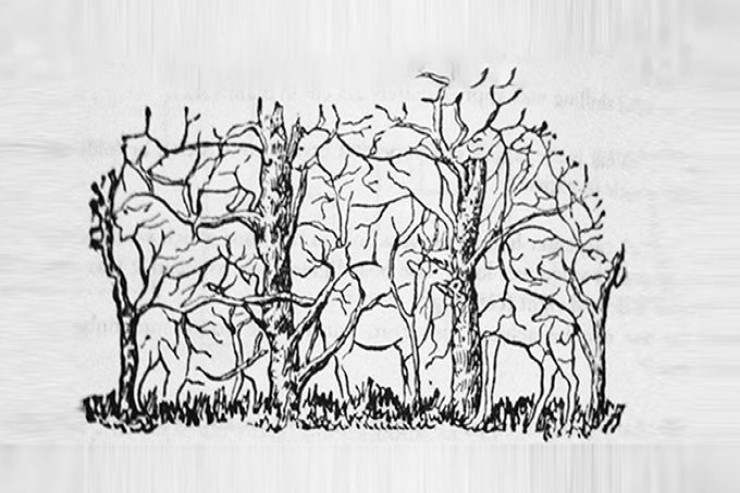 Şəkildə gördüyünüz  ilk heyvan   sizin xarakterinizi müəyyənləşdirir