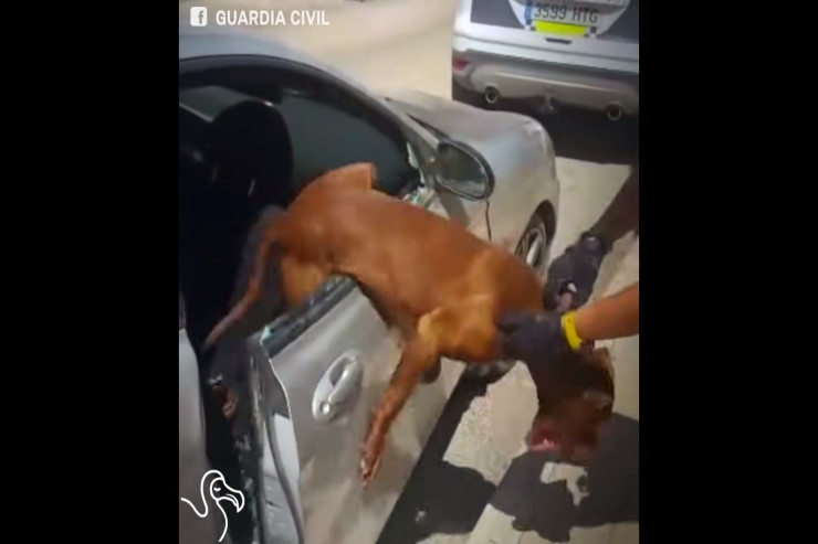 İtlər  avtomobil salonuna   350 minlik ziyan vurdu -  VİDEO 