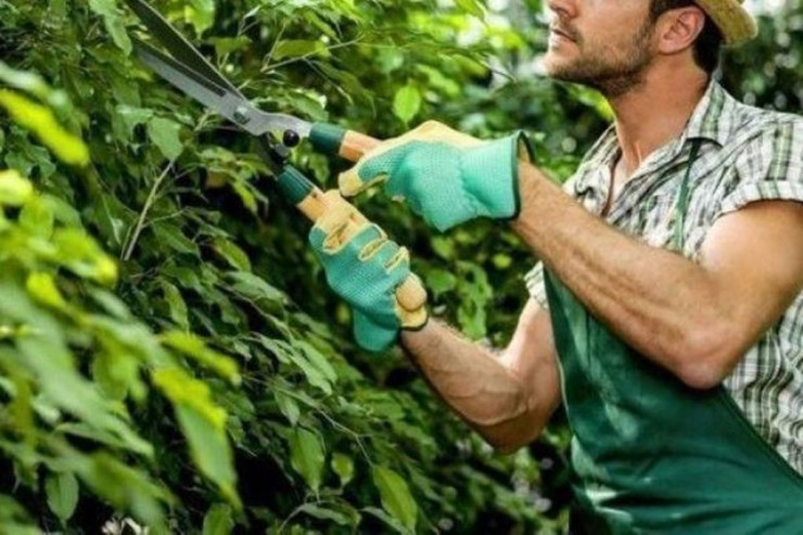 Göyçayda bağban müəmmalı  şəkildə öldü