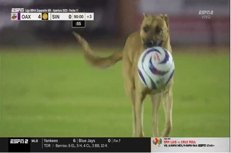 İt futbolçuların topunu oğurladı - VİDEO 