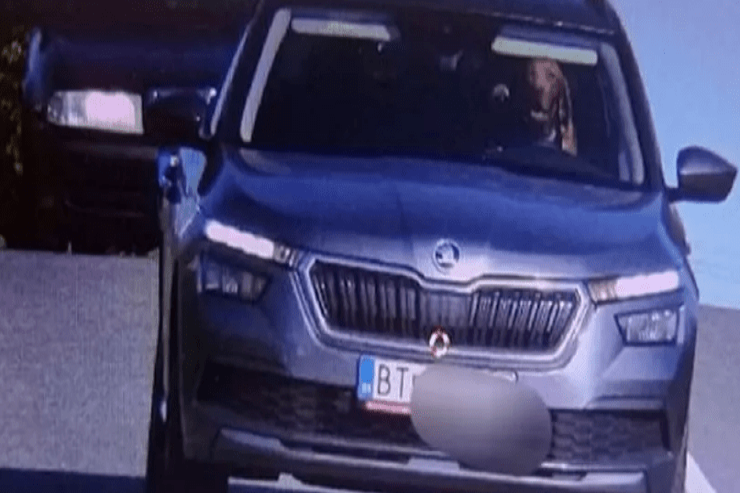 Avtomobili  idarə edən it   yaxalandı – FOTO  