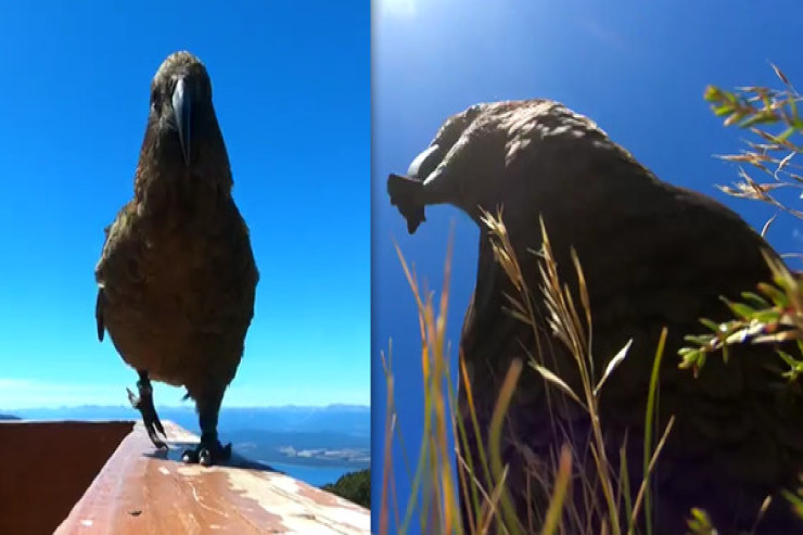 Tutuquşu kameranı oğurlayıb  videoblogger oldu   - VİDEO 