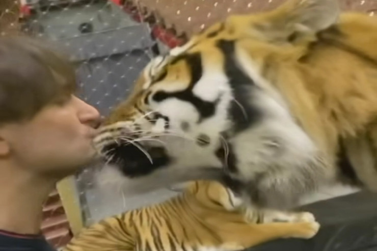 Təlimçi pələnglə öpüşdü - VİDEO 