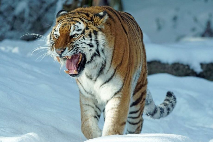 Rusiya-Çin sərhədini qoruyan iti pələng parçaladı - VİDEO 