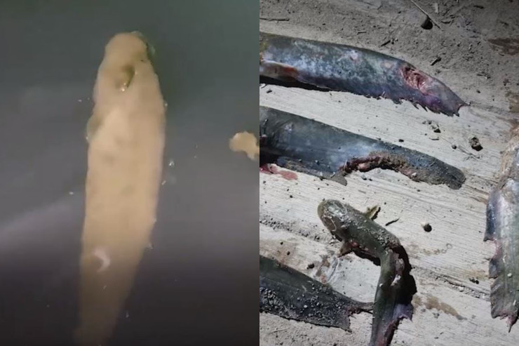 Çayda "zombi"  balıqlar peyda oldu - VİDEO 