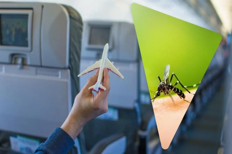  Ağcaqanad sürüsü   təyyarəni  “ələ keçirdi" - VİDEO 