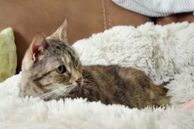 Pişik Ginnesin Rekordlar Kitabına düşdü -  VİDEO 