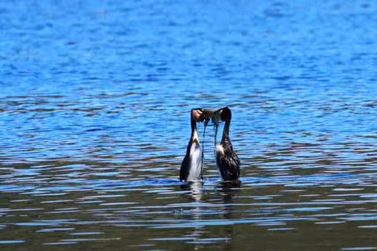 Vəhşi quşların  cütləşmə   rəqsi -  VİDEO 
