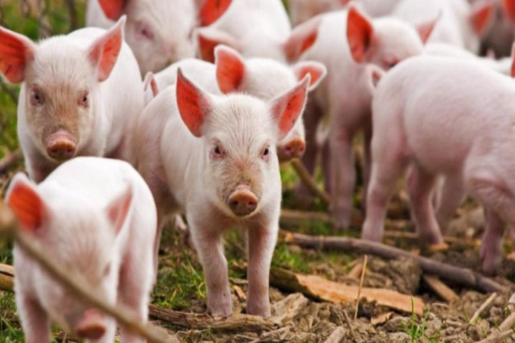 31 ildən sonra donuz taunu yayıldı