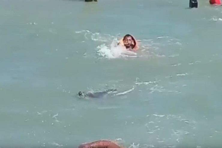 Azərbaycanda suiti insanlara hücum etdi - VİDEO 