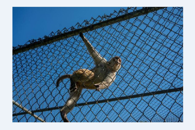 Meymun qaçırdığı körpəni damdan atdı