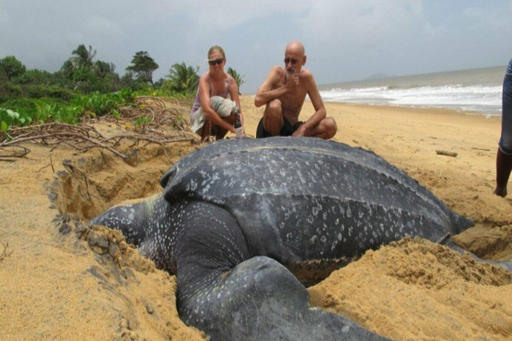 Kapitan sahildə yarım tonluq tısbağa aşkar etdi-FOTO 