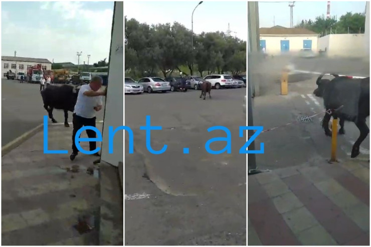 Bakı küçələrində qaçan camış HƏYACANI:  Maşınları əzdi, həyətlərə hücum etdi - VİDEO 