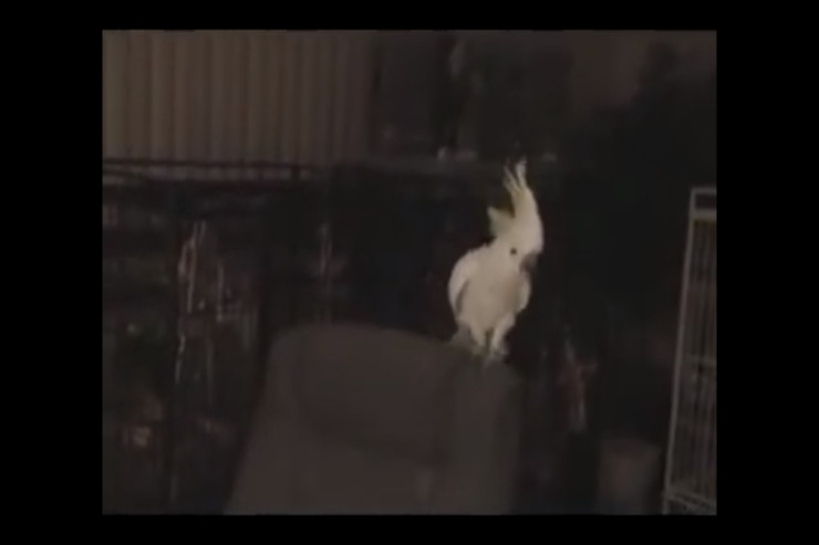 14 fərqli rəqs göstərən quş MƏŞHURLAŞDI - VİDEO 