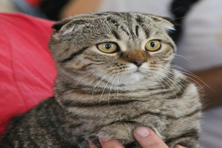 Qorxulu filmə  gülməli reaksiya   verən pişik - VİDEO 