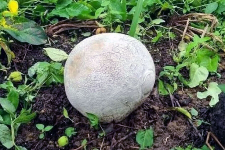 Həyətdə ot biçirdi,  50 milyonluq göbələk  tapdı