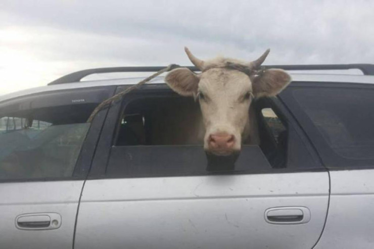 “Qaz 31”ə  13 baş heyvan yerləşdirdi - Hamı heyrətlə izləyir -VİDEO 