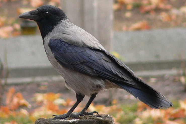  Pul oğurlayan qarğa-VİDEO 