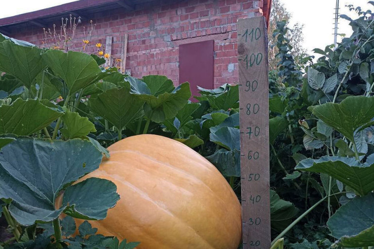 Qadın 160 kiloluq  balqabaq yetişdirdi