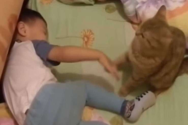 Pişik  ağlayan uşağı   belə sakitləşdirdi - VİDEO 