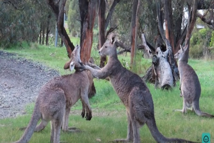 Üç kenqurunun məzəli döyüşü -  VİDEO 