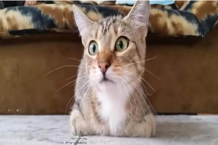 Bankda işləyən  pişiyin VİDEOSU  