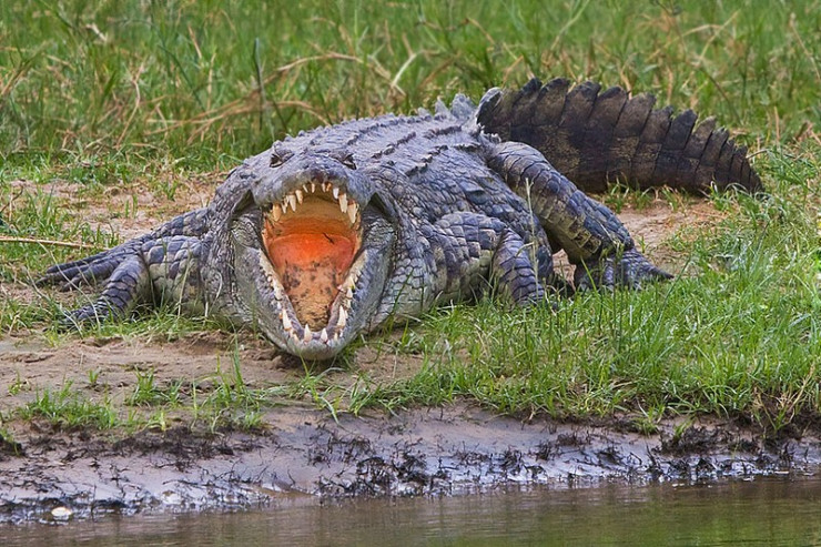 Timsah qadını tutub suya apardı - VİDEO 