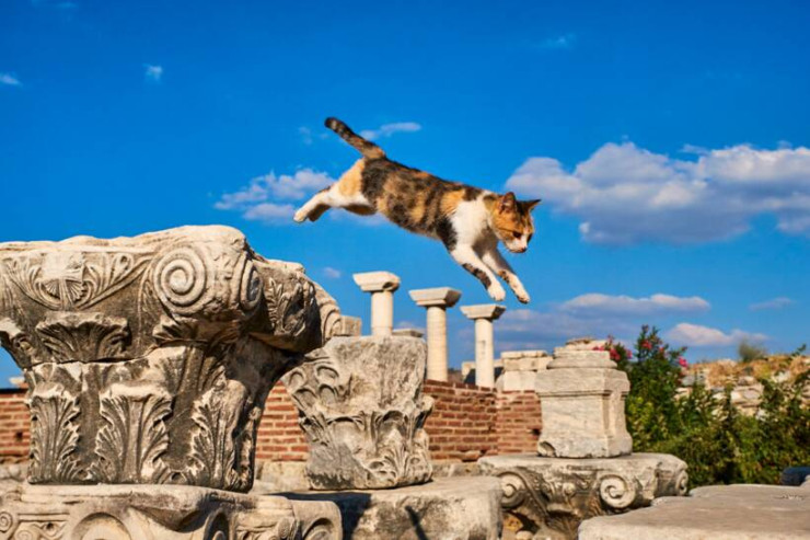 Dünyanın ən gözəl pişikləri-FOTOLENT 