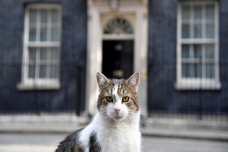 Məşhur pişik xəstədir - Ölə bilər 