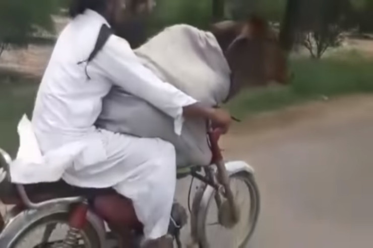 Motosiklet sürən inək internetdə GÜNDƏM OLDU 