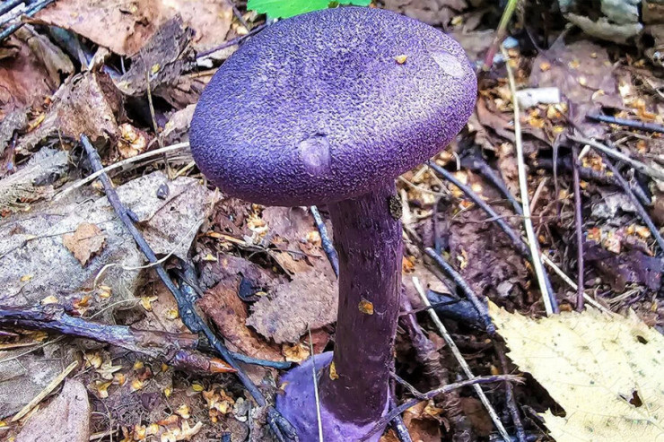 Bu göbələkləri yığanları 9 il cəza  gözləyir