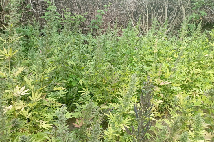 Marixuana plantasiyasına girən qoyunların vəziyyəti   