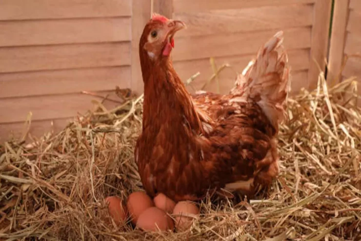 Toyuq qaqqıltısının SİRRİ AÇILDI –  Nə danışırlar? 