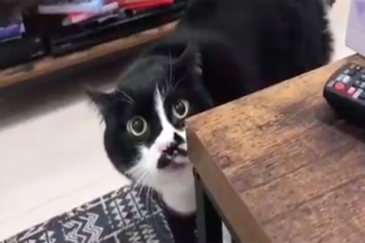 Pişik  gürcü mahnısı   oxuyub ulduza çevrildi -  VİDEO 