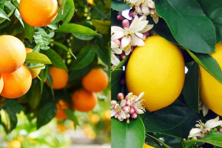 Evdə limon və portağal qabığını  necə istifadə edə bilərik? - Sübut edilmiş üsullar