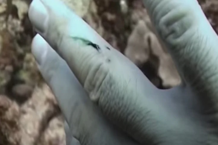 Burada insan qanı  yaşıl   olur - Maraqlı -  VİDEO 